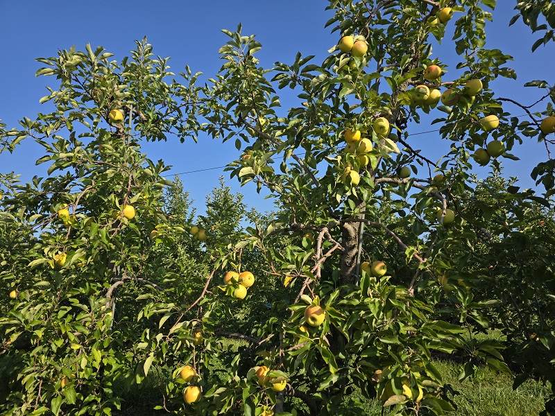 Suncrisp Apples